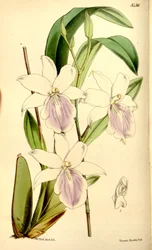 Illustration von Miltonia regnellii